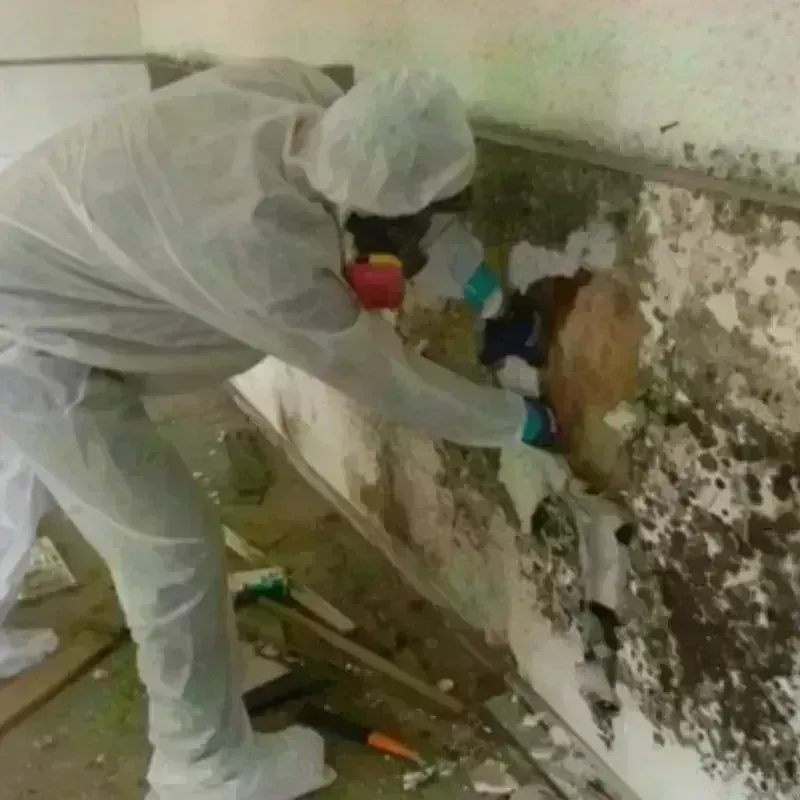 Mold Remediation and Removal in Durham, NC